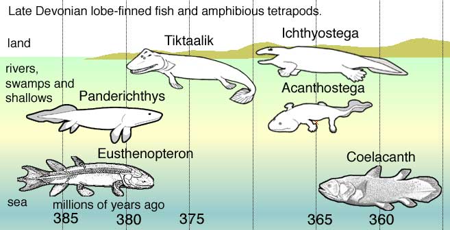 Lobe-finned fish and early tetrapods