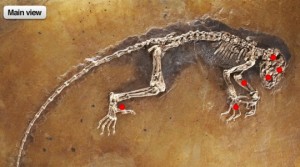 Fossil of Ida (Darwinius masillae)
