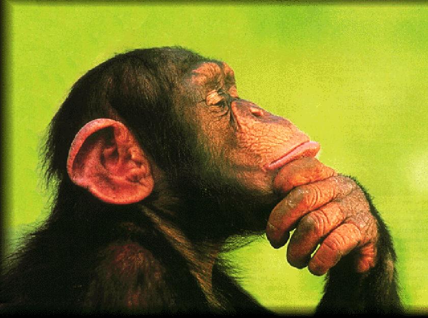 Chimpanzee in deep thought