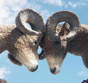 rams butting heads