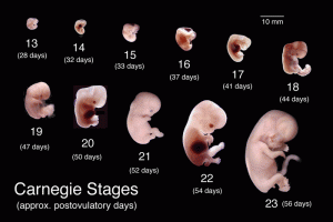Embryo development - Carnegie Stages