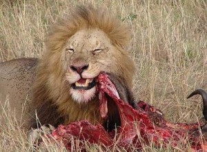 lion feeding on prey