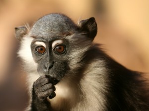 monkey with thoughtful expression