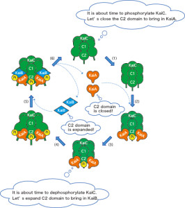 C-A-B interaction of kai proteins