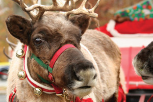 a reindeer harnessed for the sleigh