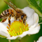 honeybee-m