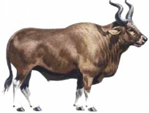 Artist's rendition of a great aurochs