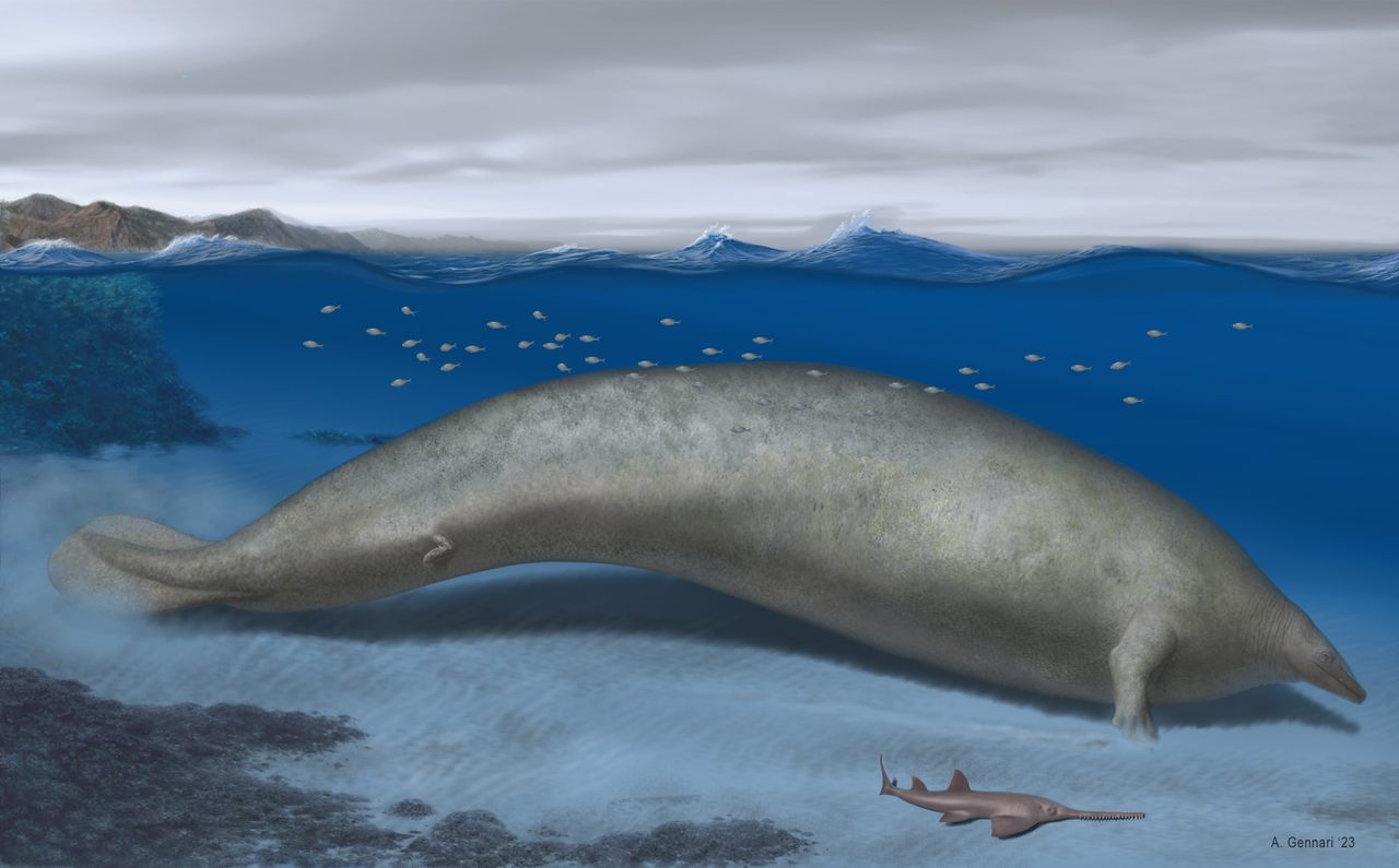 “Chonky” Whale May Have Been World’s Heaviest – Science, POLITICS